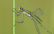 Small Spreadwing (Male, Lestes virens)